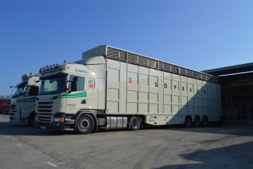 Oplegger voor levend vee transport IRMA met 2 laadvloeren in Geel 