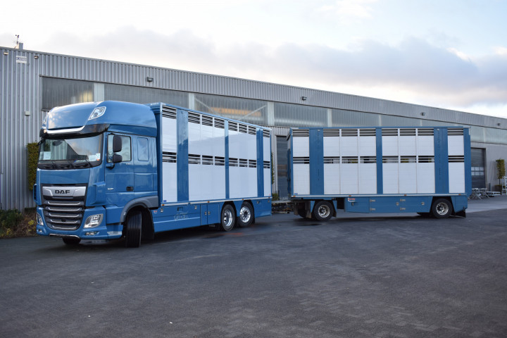Irma Laadkast Daf Euro Bel Beef Wadelincourt Transport Vee Veevervoer Levend Vee Livestock (1)