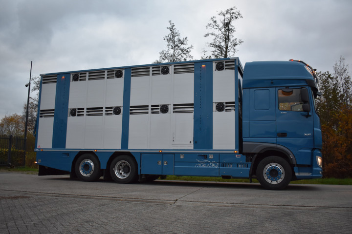 Irma Laadkast Daf Euro Bel Beef Wadelincourt Transport Vee Veevervoer Levend Vee Livestock (10)