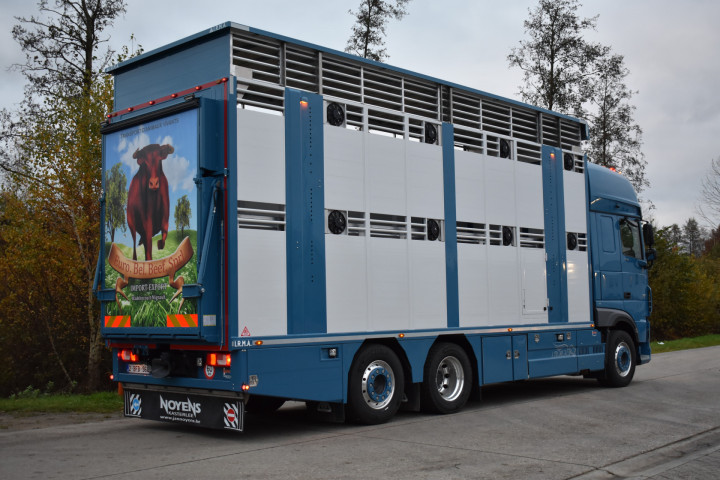 Irma Laadkast Daf Euro Bel Beef Wadelincourt Transport Vee Veevervoer Levend Vee Livestock (11)