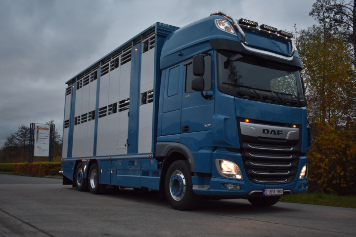 Irma Laadkast Daf Euro Bel Beef Wadelincourt Transport Vee Veevervoer Levend Vee Livestock (12)