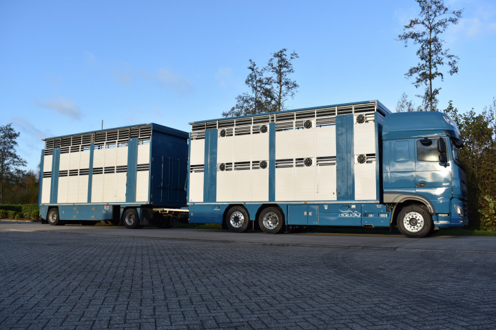 Irma Laadkast Daf Euro Bel Beef Wadelincourt Transport Vee Veevervoer Levend Vee Livestock (3)