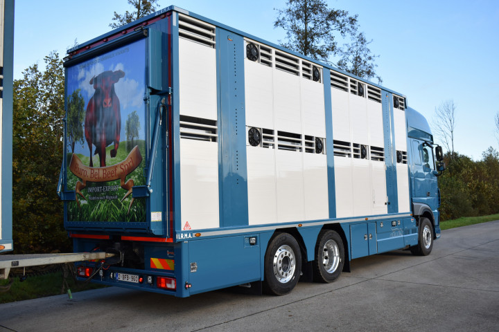 Irma Laadkast Daf Euro Bel Beef Wadelincourt Transport Vee Veevervoer Levend Vee Livestock (4)