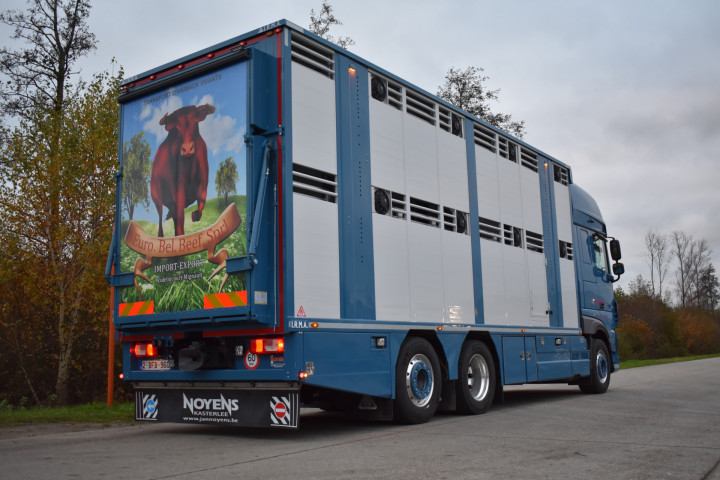 Irma Laadkast Daf Euro Bel Beef Wadelincourt Transport Vee Veevervoer Levend Vee Livestock (8)