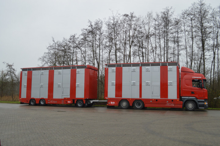 Veetransport Irma Levend Vee Transport Poll Gebroeders (10)