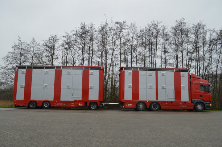 Veetransport Irma Levend Vee Transport Poll Gebroeders (11)