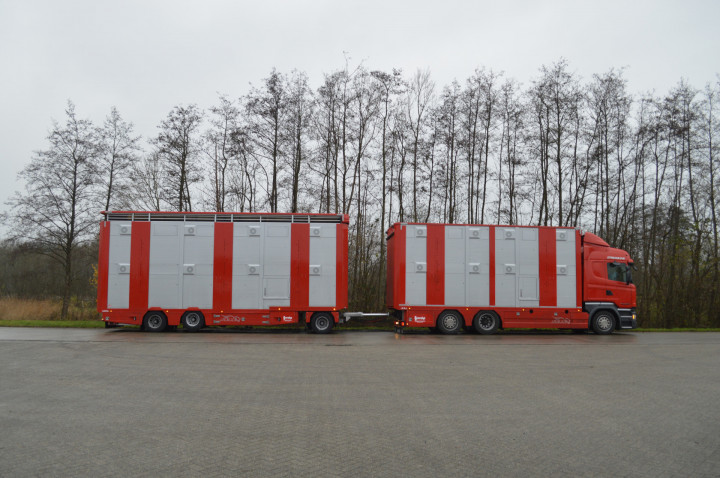 Veetransport Irma Levend Vee Transport Poll Gebroeders (12)