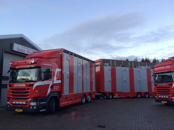 Veetransport Irma Levend Vee Transport Poll Gebroeders (13)