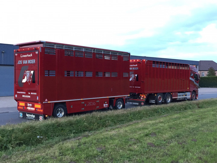 Veetransport Levend Vee Irma Aanhangwagen Livestock (8)