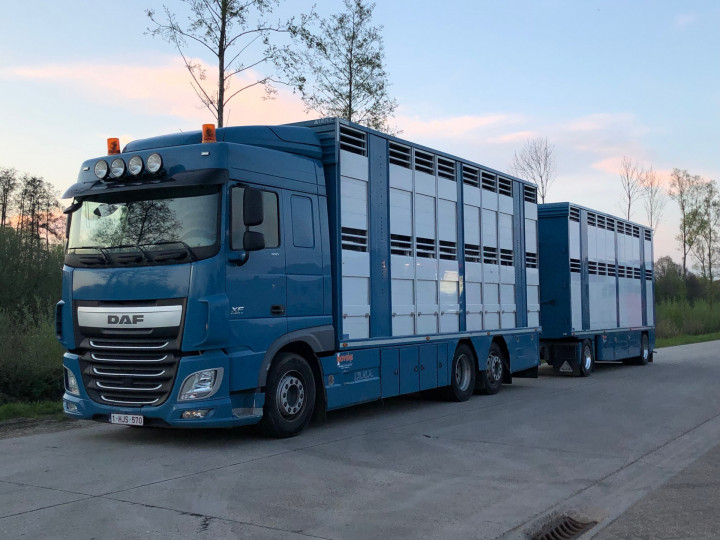 Veetransport Levende Dieren Transport Irma Trasport De Betail Betailliere Euro Bel Beef Wadelincourt (10)