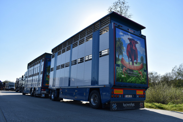 Veetransport Levende Dieren Transport Irma Trasport De Betail Betailliere Euro Bel Beef Wadelincourt (27)