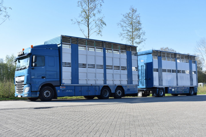 Veetransport Levende Dieren Transport Irma Trasport De Betail Betailliere Euro Bel Beef Wadelincourt (31)