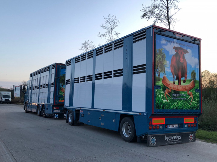 Veetransport Levende Dieren Transport Irma Trasport De Betail Betailliere Euro Bel Beef Wadelincourt (7)