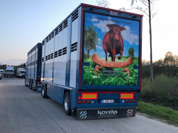 Veetransport Levende Dieren Transport Irma Trasport De Betail Betailliere Euro Bel Beef Wadelincourt (8)